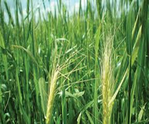   مصر اليوم - الزراعة:الوزارة تبذل جهودًا لتوفير25 صومعة لتخزين القمح