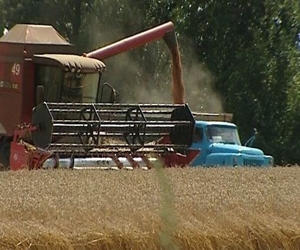   مصر اليوم - صادرات القمح الروسي بلغت حوالي 15.3 مليون طن