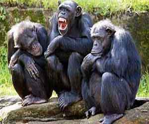 مصر اليوم - قردة الشمبانزي تتمتع بحسّ العدالة