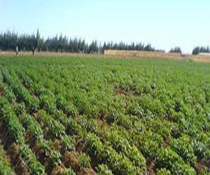   مصر اليوم - 1200 فدان لصغار المستثمرين في أراضي توشكى