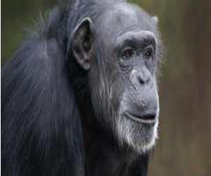   مصر اليوم - الشمبانزي يميل لاقتسام الأشياء مثل الإنسان