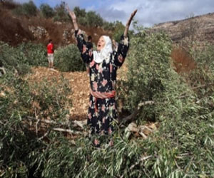 مصر اليوم - مستوطنون يقتلعون 100 شجرة زيتون في حوسان