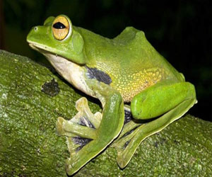   مصر اليوم - اكتشاف فصيلة جديدة من الضفادع الطائرة في فيتنام