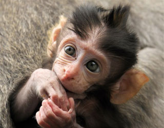 مصر اليوم - قرود صغار تداعب عدسات المصوِّرين في بالي