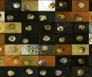 مصر اليوم - أنثى طائر السمان تختار عشًا يتناسب مع لون بيضها