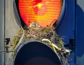 مصر اليوم - طائر يبني عشه في إشارة مرور وسط ليشستر