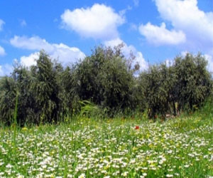   مصر اليوم - درجات حرارة عشرينية في فلسطين يوم الثلاثاء