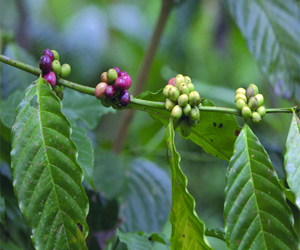 مصر اليوم - شراب من أوراق القهوة يعزز الفوائد الصحية