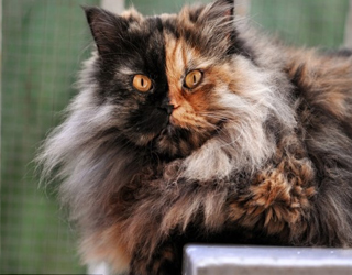 مصر اليوم - قطة نادرة وجهها منقسم بلونين