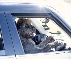   مصر اليوم - أميركي يلقى حتفه تحت عجلات شاحنة يقودها كلب