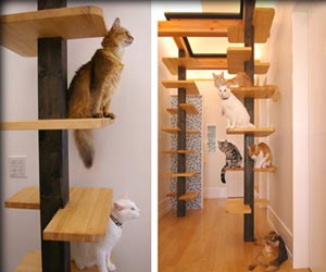   مصر اليوم - منزل الأحلام للقطط