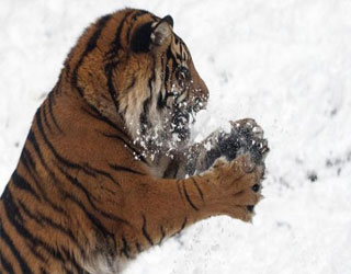 مصر اليوم - نمرة غابات سومطرة تلهو بكرات الثلج