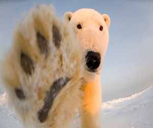 مصر اليوم - دب قطبي صغير يظهر ملامح محببة أمام عدسة مصور