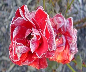 مصر اليوم - أزهار الثلج لمحاربة الخرف الذهني