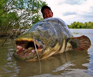 مصر اليوم - سمك السلور العملاق يغزو الراين الألماني وروافده