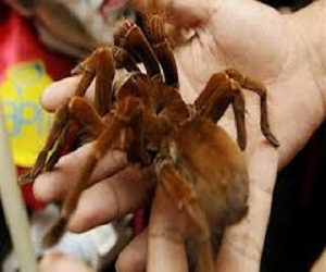   مصر اليوم - العثور على أحفور لعنكبوت عمره 215 مليون سنة