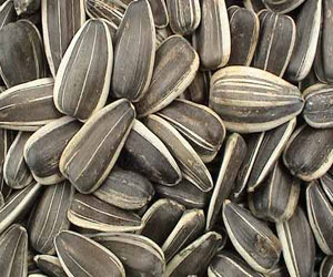 مصر اليوم - اللب السوري يساهم في تخفيض الكولسترول