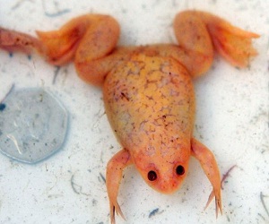   مصر اليوم - ضفادع برتقالية في مدينة ديربي الانكليزية