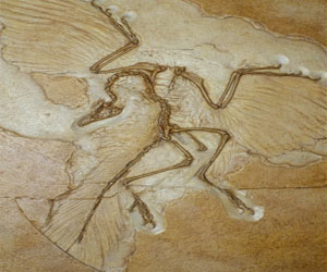   مصر اليوم - العثور على حفرية لمئات العصافير يرجع تاريخها إلى 140 مليون عام
