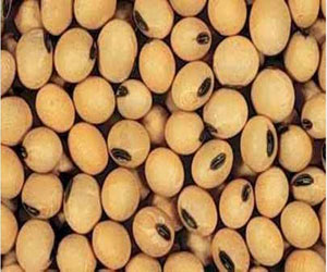 مصر اليوم - فول الصويا يعزز تكوين عضلات عقب ممارسة الرياضة