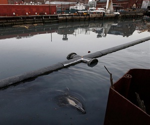 مصر اليوم - نقل دولفين من قناة في نيويورك لمعرفة سبب نفوقه