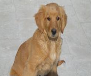   مصر اليوم - كلبة تأكل ذنبها لتحيا