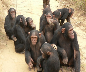   مصر اليوم - القردة تنظم حركاتها مع بعضها بعضًا تمامًا مثل البشر