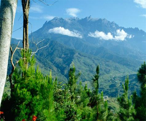 مصر اليوم - جزيرة أكبر زهرة وأصغر وحيد قرن بالعالم