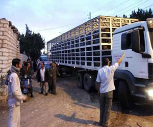   مصر اليوم - سيارات لتوزيع إسطوانات الغاز على المواطنين في شمال سيناء