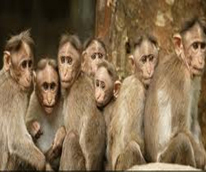   مصر اليوم - القردة تنظم حركاتها مع بعضها البعض تمامًا مثل البشر