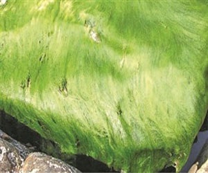 مصر اليوم - السبيرولين طحلب فوائده ليست أكيدة