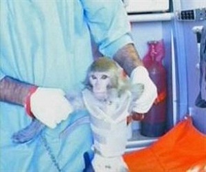   مصر اليوم - واشنطن تسخر من قرد إيران الفضائي