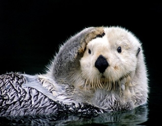 مصر اليوم - الثعالب المائية تتزين قبل التقاط الصور لها