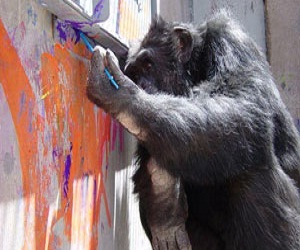   مصر اليوم - شمبانزي يرسم لوحات فنية