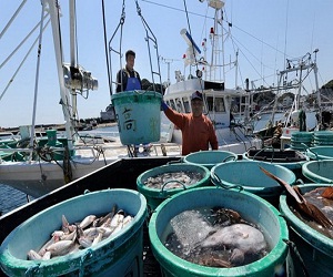 مصر اليوم - أسماك أصغر حجمًا في السنوات الخمسين المقبلة