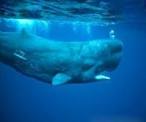   مصر اليوم - مكافأة قدرها 50 ألف يورو لبريطاني عثر على قيء حوت