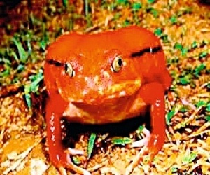 مصر اليوم - ضفادع برتقالية ترفض أكل الحشرات