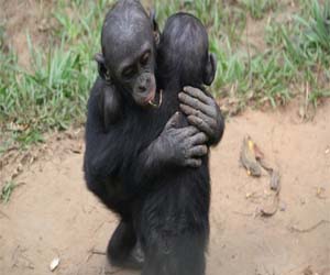 مصر اليوم - صغار قردة البابون تبدي عواطف ومؤانسة