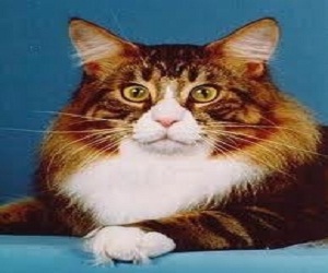   مصر اليوم - هرة تسبح يوميًا لتخفف من وزنها