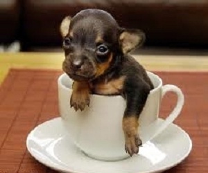   مصر اليوم - كلب يشعل الفرن ويسبب خسائر بقيمة 100 ألف دولار