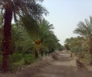   مصر اليوم - السودان: مؤتمر يبحث استقطاب التمويل الدولي لمشاريع الغابات