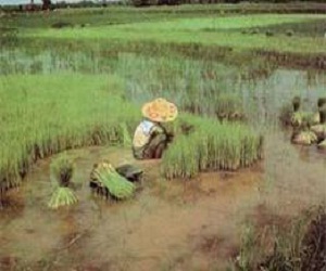 مصر اليوم - النجمة كارا ديوغاردي ترزق بطفل