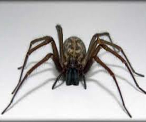   مصر اليوم - مطاردة عنكبوت تنتهي بانفجارفي أستراليا