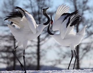 مصر اليوم - طائر الكركوي في رقصة مغازلة نادرة