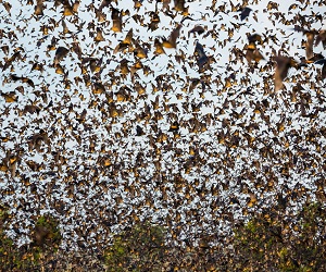   مصر اليوم - 8 مليون خفاش يغطون سماء كاناسا في زامبيا