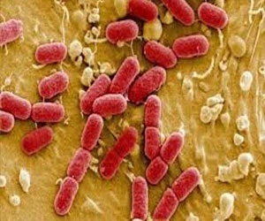   مصر اليوم - البكتريا المعوية مرتبطة بسوء التغذية لدى الأطفال