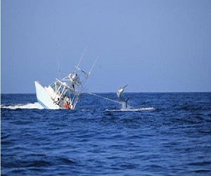   مصر اليوم - سمكة عملاقة تتسبب في غرق سفينة صيد قرب سواحل بنما