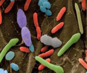   مصر اليوم - البكتريا المعوية مرتبطة بسوء التغذية لدى الأطفال