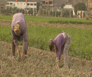   مصر اليوم - سكان جزيرة قرصاية يواجهون المجهول