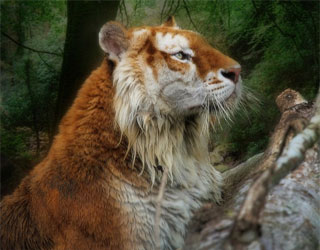   مصر اليوم - النمور الذهبية المخططة مهددة بالانقراض